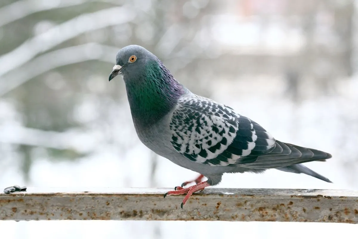 vật nuôi - thú cưng