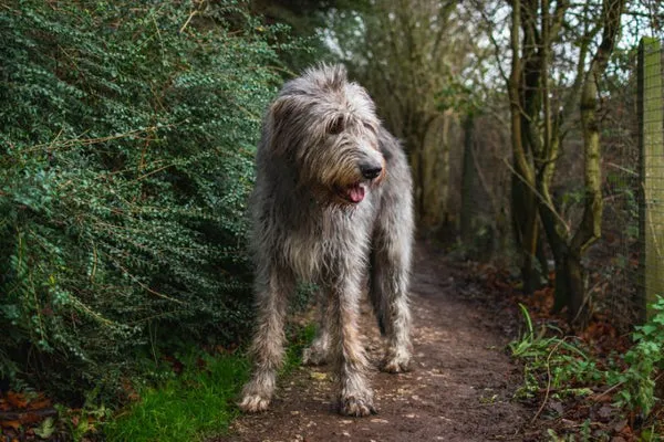 Irish Wolfhound với chiều cao ấn tượng gần 1m