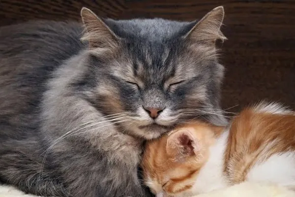 Chăm sóc mèo mang thai đúng cách giúp giảm biến chứng