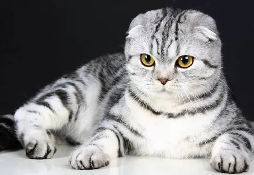 Scottish Fold với đôi tai gấp độc đáo và khuôn mặt tròn trịa đáng yêu