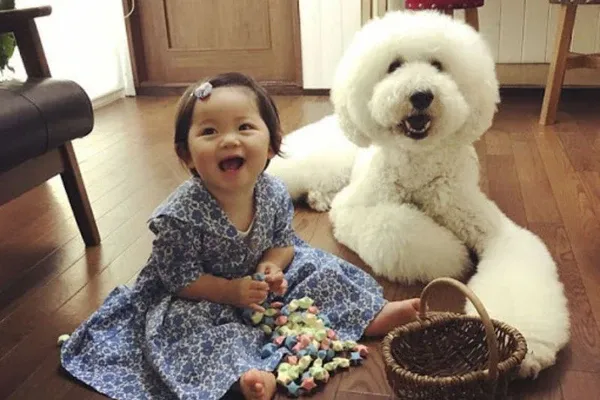 Hình ảnh chú chó Poodle màu nâu đỏ với bộ lông xoăn gọn gàng