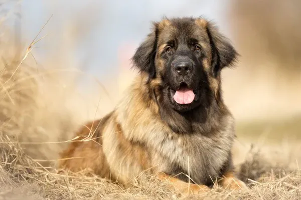 Leonberger với bộ lông dày màu vàng óng giống sư tử