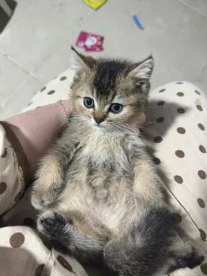 Mèo Anh lông ngắn Tabby con (cái)