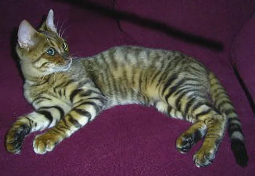 Toyger với bộ lông sọc giống hổ và thân hình cơ bắp đặc trưng