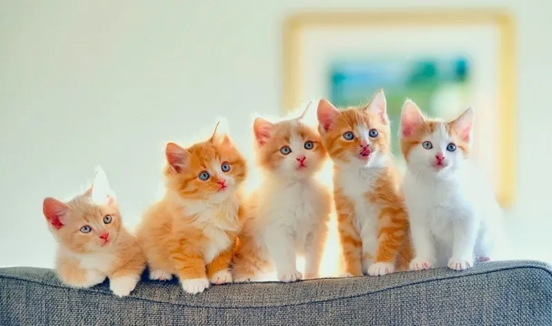 Tìm hiểu giá bán của các giống mèo hiện nay