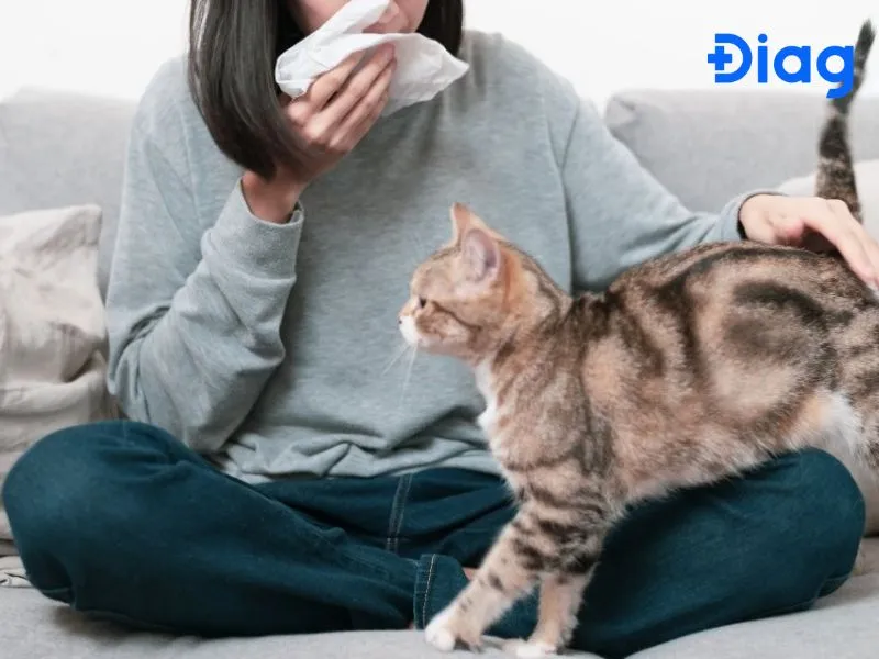 Cơ chế phản ứng của hệ miễn dịch khi gặp protein dị ứng từ mèo