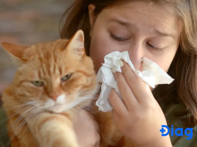 Dấu hiệu viêm mũi và hắt hơi liên tục do tiếp xúc với dị nguyên từ mèo