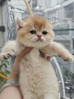 Mèo Golden cái mèo con