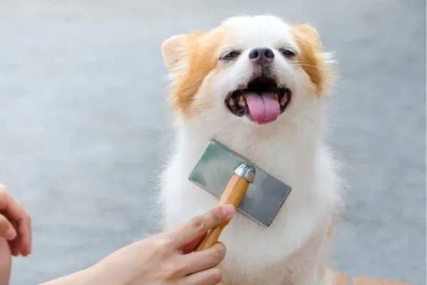 sản phẩm xử lý lông bị ố vàng ở chó mèo