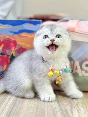 Mèo Anh lông ngắn tai cụp với đặc điểm tai gập đặc trưng