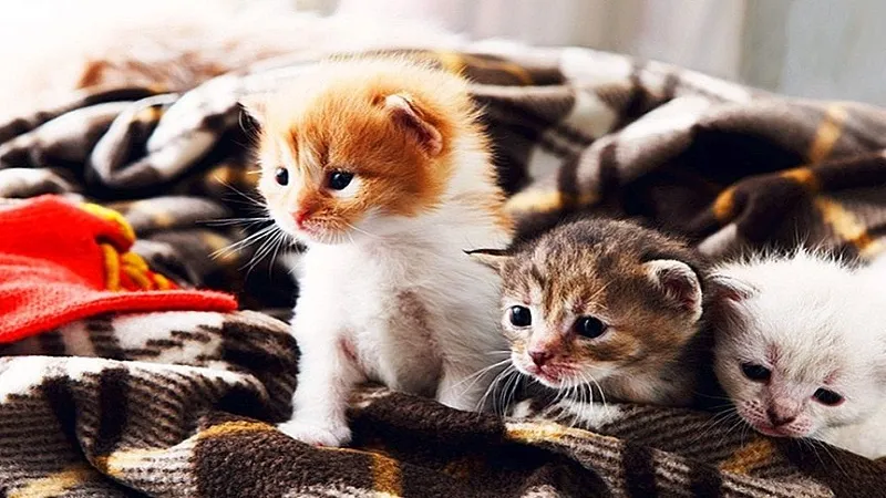 lÃ m thá»©c Äƒn cho mÃ¨o con