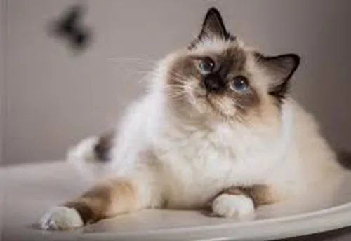 Birman với bộ lông vàng kem, đôi mắt xanh và bốn chân trắng đặc trưng