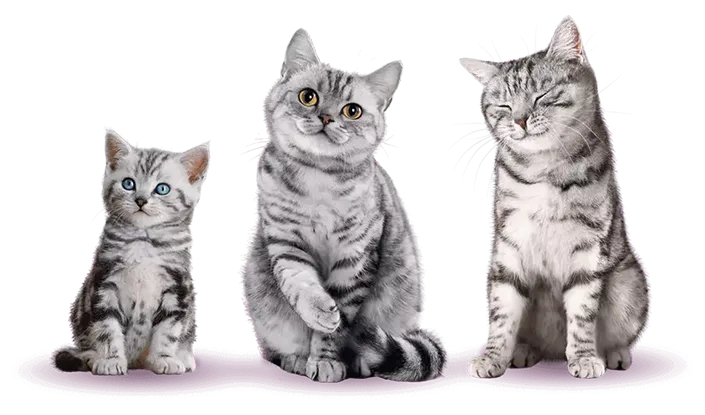 mèo con, mèo trưởng thành và mèo già