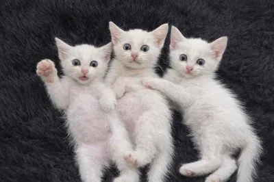 Mèo Anh lông ngắn trắng mắt xanh