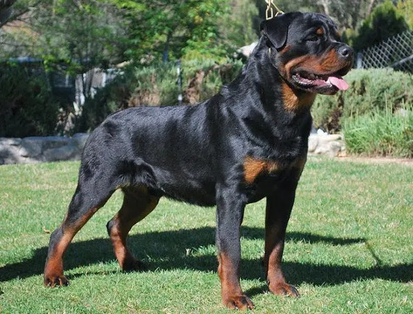 giong-cho-rottweiler
