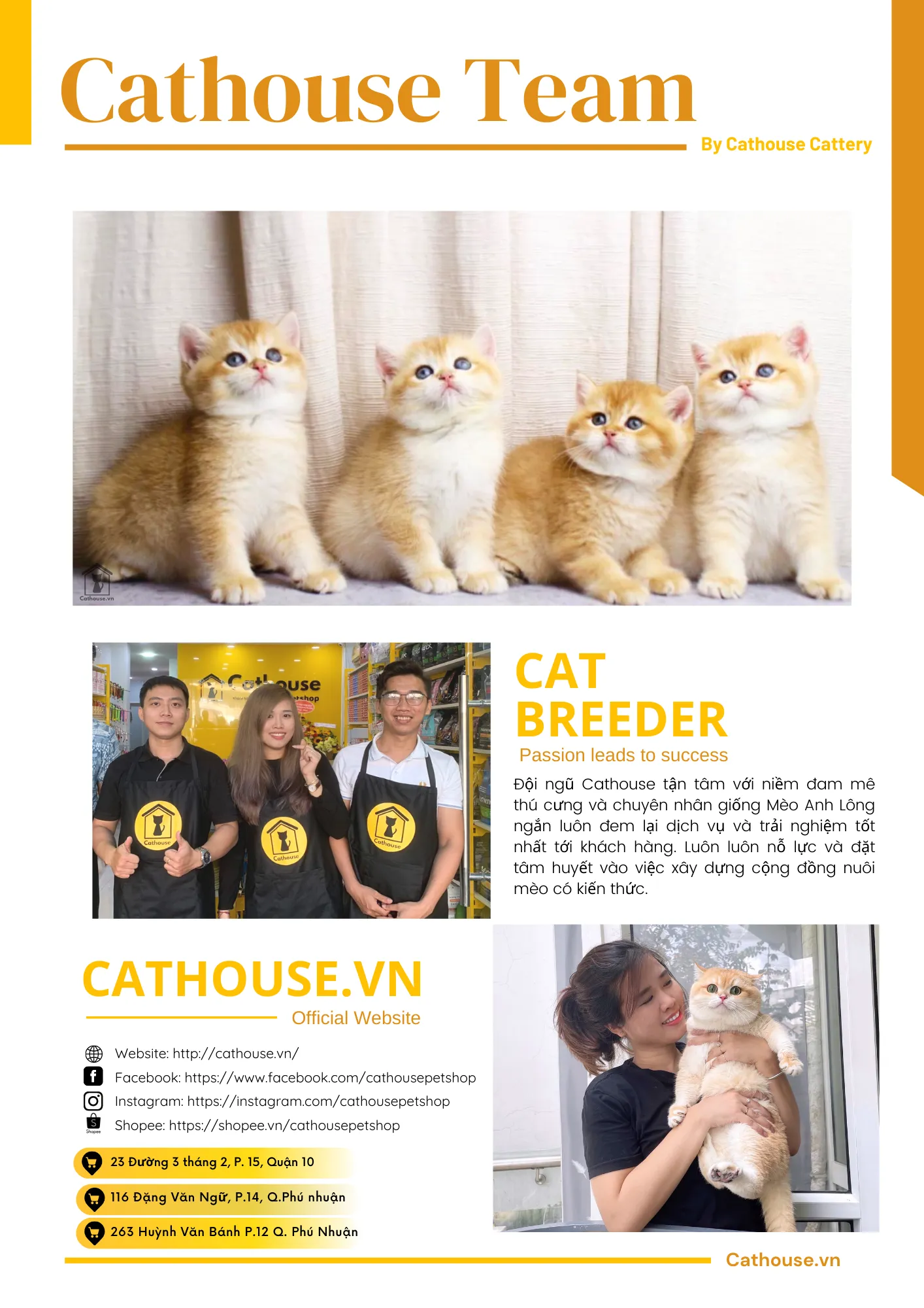 Dịch vụ phối giống mèo Anh lông ngắn chuyên nghiệp, uy tín tại thành phố Hồ Chí Minh