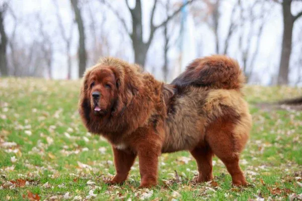 Tibetan Mastiff với bộ lông dày như bờm sư tử