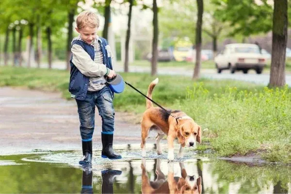 Chú chó Beagle đang say sưa khám phá trên bãi cỏ với vẻ mặt hớn hở