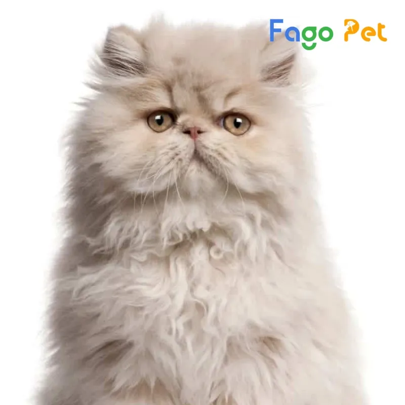 Mèo Ba Tư lông dài thuần chủng