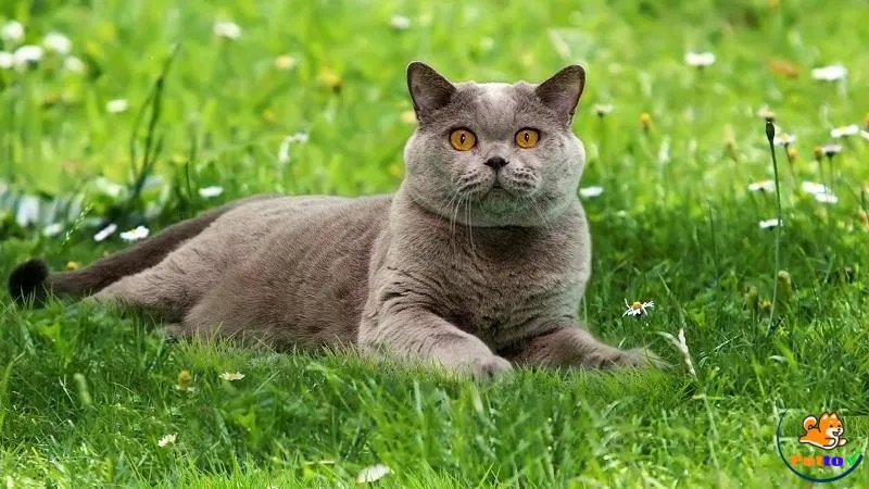 Mèo Anh lông ngắn