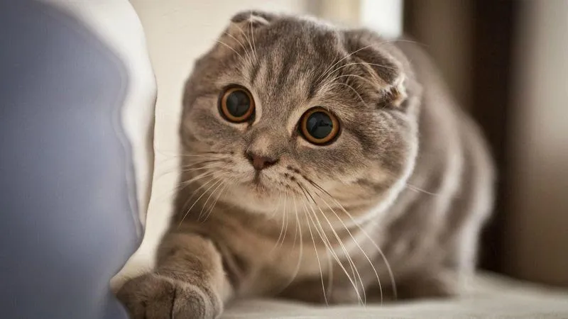 Mèo tai cụp Scottish Fold