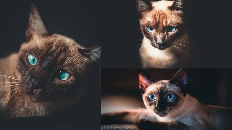 Mèo Xiêm với đôi mắt xanh đặc trưng