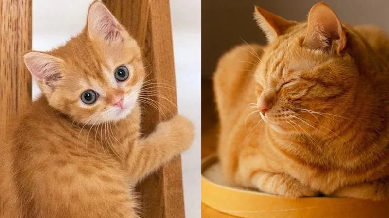 Mèo vàng với bộ lông vàng óng mượt