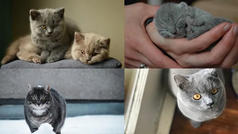 Mèo Anh lông ngắn với thân hình tròn trịa đáng yêu
