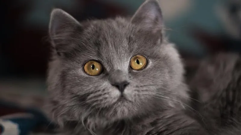 Mèo Anh lông dài với bộ lông dày sang trọng