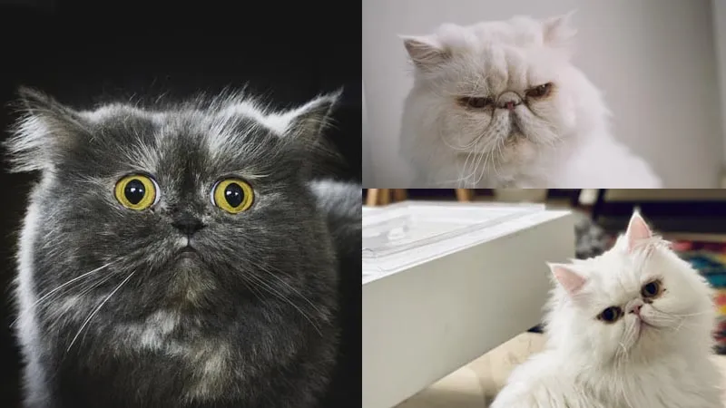 Mèo Ba Tư với bộ lông dài sang trọng