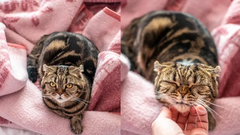 Mèo Scottish tai cụp với đôi tai gập đặc trưng