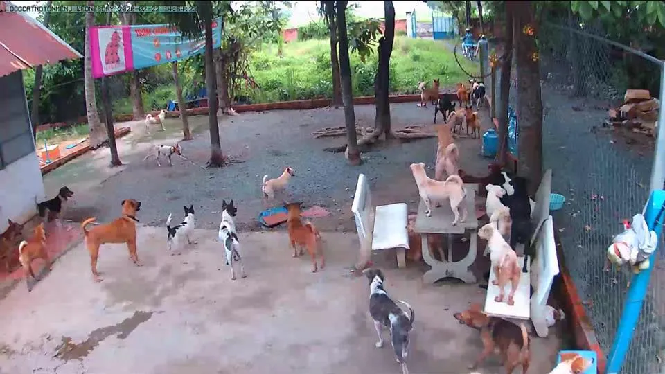 Tình nguyện viên đang hỗ trợ công việc dọn dẹp tại một mái ấm thú cưng