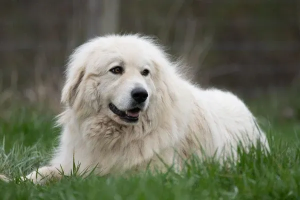 Great Pyrenees với bộ lông trắng dài đặc trưng