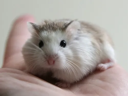 Hamster đang ăn hạt ngũ cốc giàu dinh dưỡng để bổ sung năng lượng