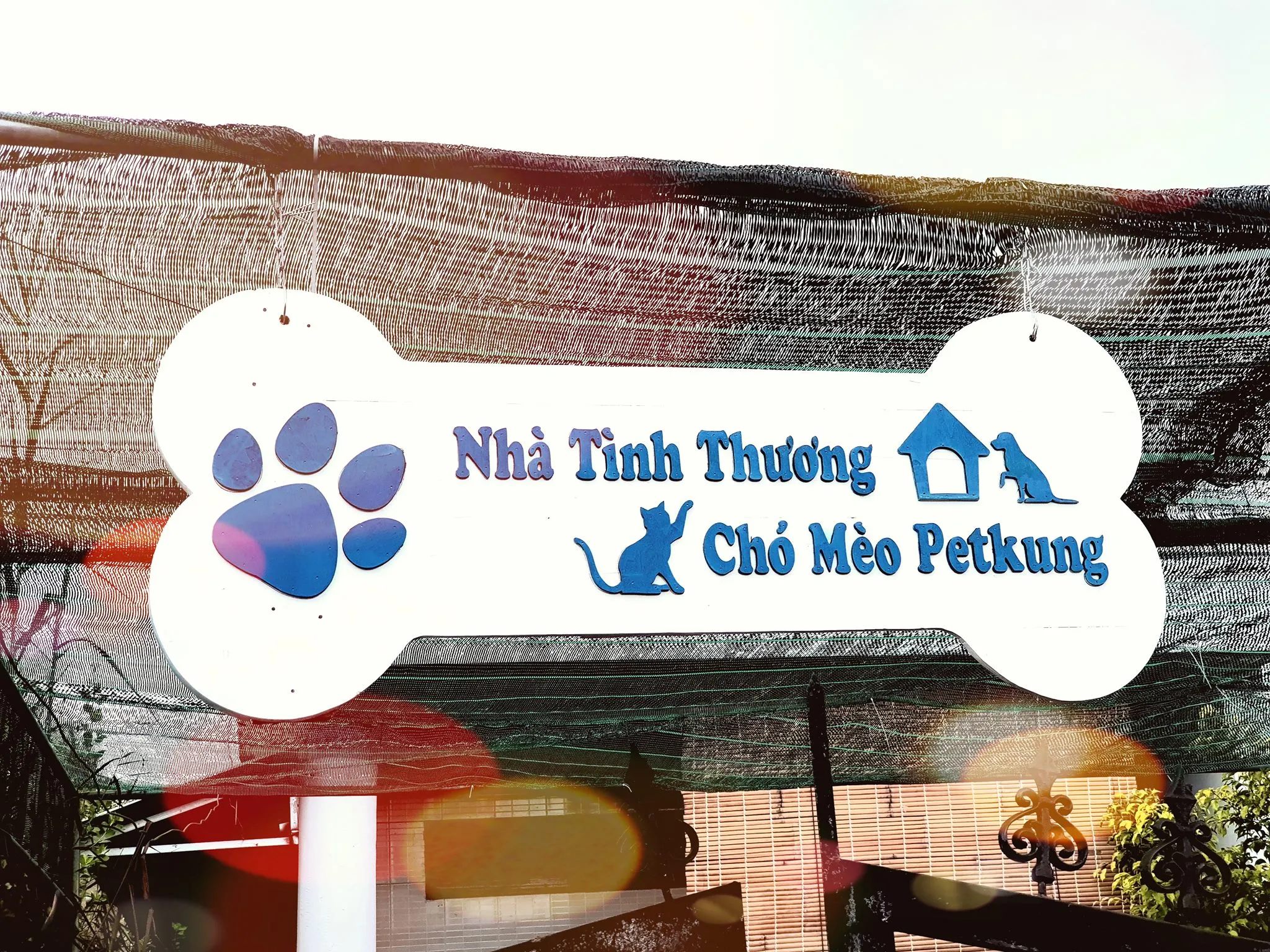 Một chú mèo đang được chăm sóc tận tình tại trạm cứu hộ thú cưng