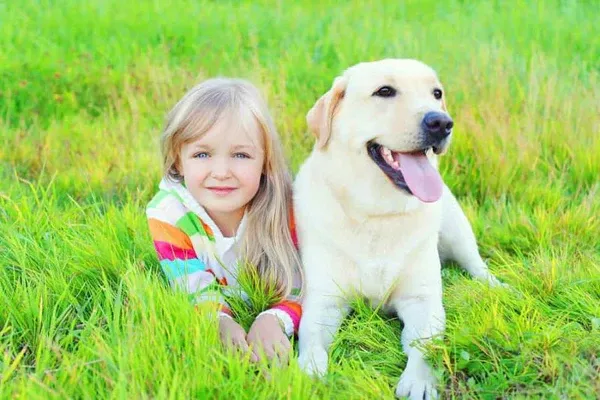 Chú chó Labrador màu kem đang nhìn chủ nhân với ánh mắt trìu mến