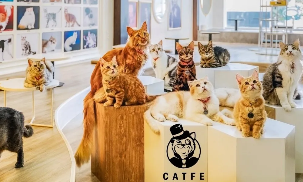 Các chú mèo cảnh quý hiếm tại CATFE Coffee đang thư giãn trên kệ gỗ