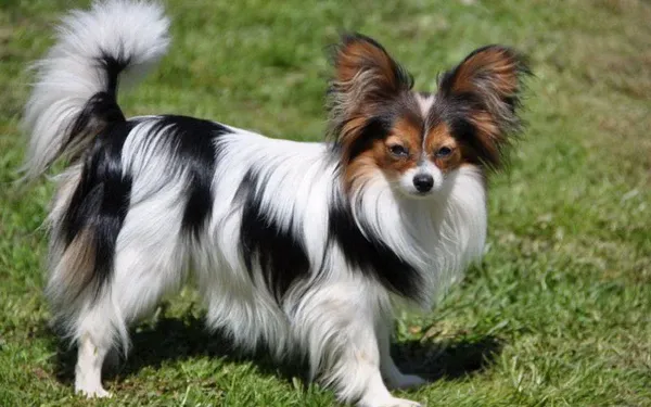 giong-cho-buom-papillon