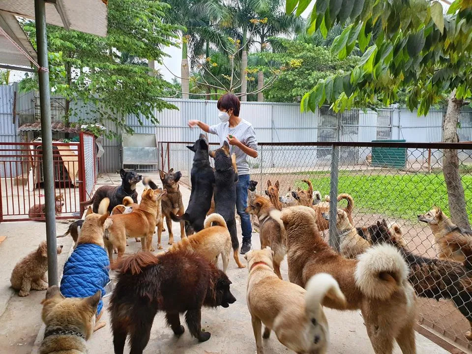 Nhá»¯ng chú chó cáº§n Ä'Æ°á»£c nháº­n nuôi!