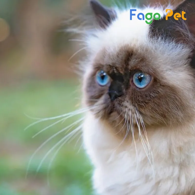 Mèo Ba Tư Himalaya