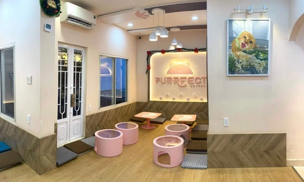 Một bé mèo Ragdoll xinh đẹp đang nhìn vào ống kính tại Purrfect Coffee