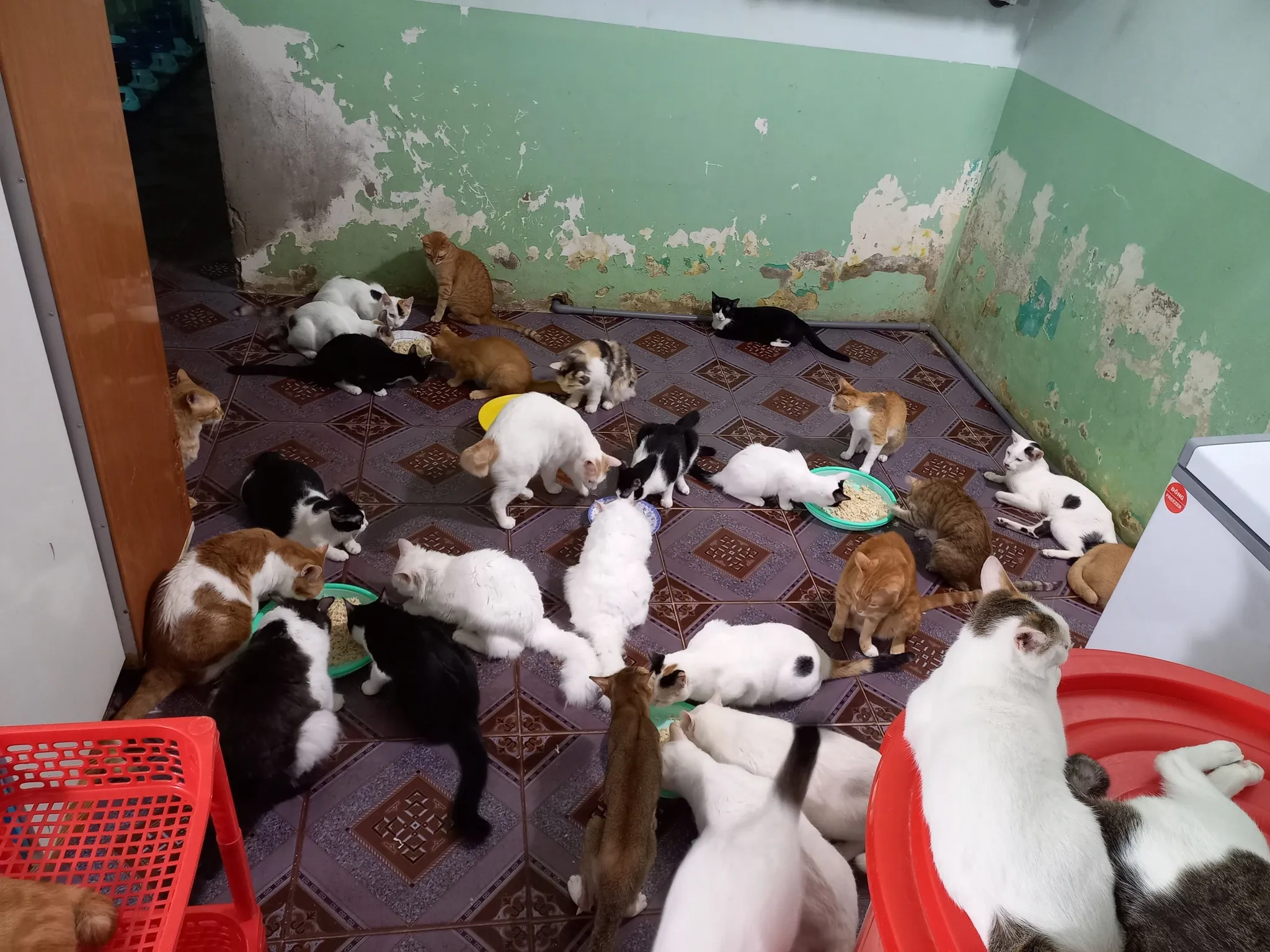 Cơ sở vật chất sạch sẽ của trạm cứu hộ giúp đảm bảo sức khỏe cho chó mèo