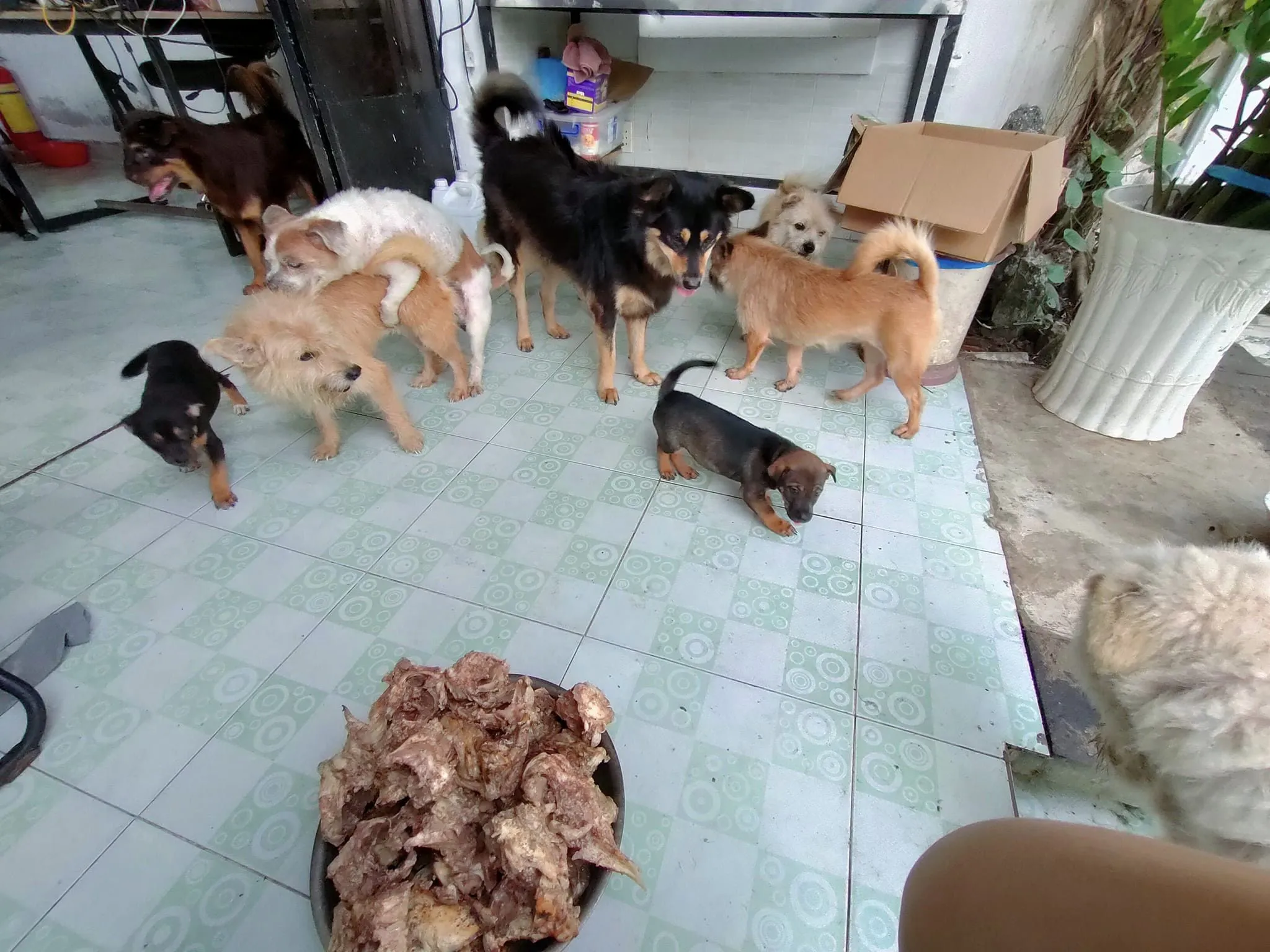 Một bé chó đang được phục hồi thể trạng sau khi được nhóm cứu hộ SAR tiếp nhận