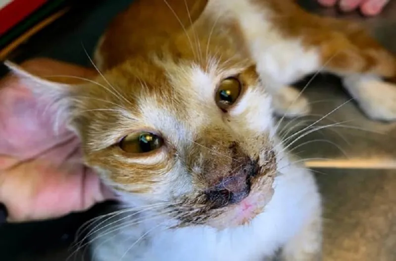 Mèo chảy máu mũi