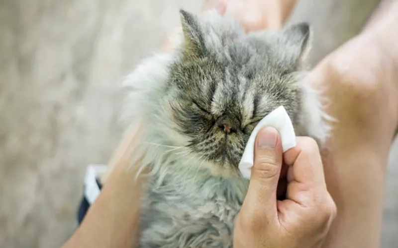 mèo bị chảy nước mũi