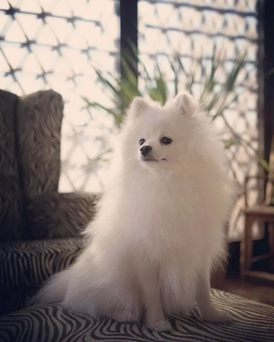 Phốc sóc Châu Âu có chất lượng cao nhất