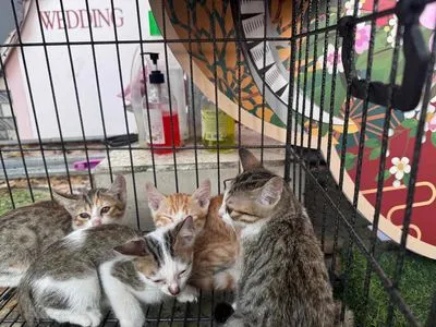 Thị trường mua bán mèo tam thể năm 2026