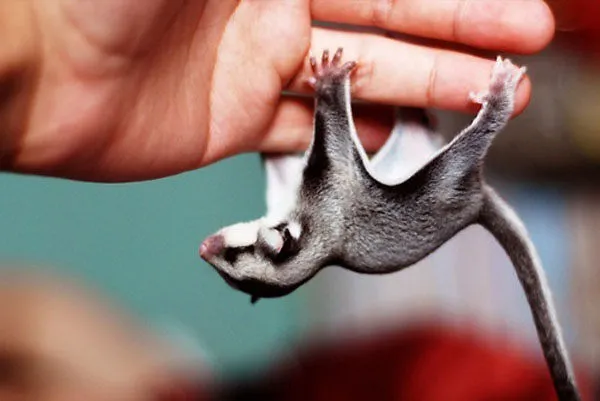 sóc bay úc sugar glider Gò Vấp TP. Hồ Chí Minh
