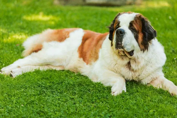 Saint Bernard với vẻ ngoài hiền lành và đáng tin cậy