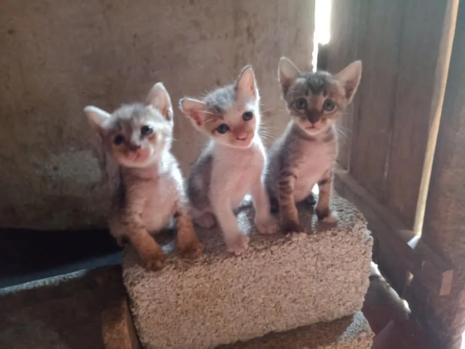 Chó mèo sau khi được cứu hộ thường mất thời gian để làm quen với con người